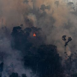 Burning Rainforest